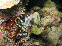 a decorator crab on a night dive, Canon G7 by Budy Lukman 